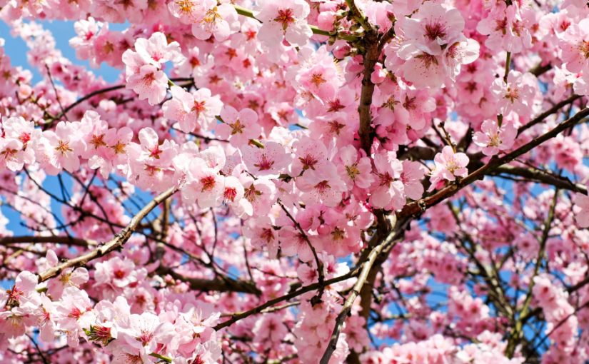Cherry Blossom in London