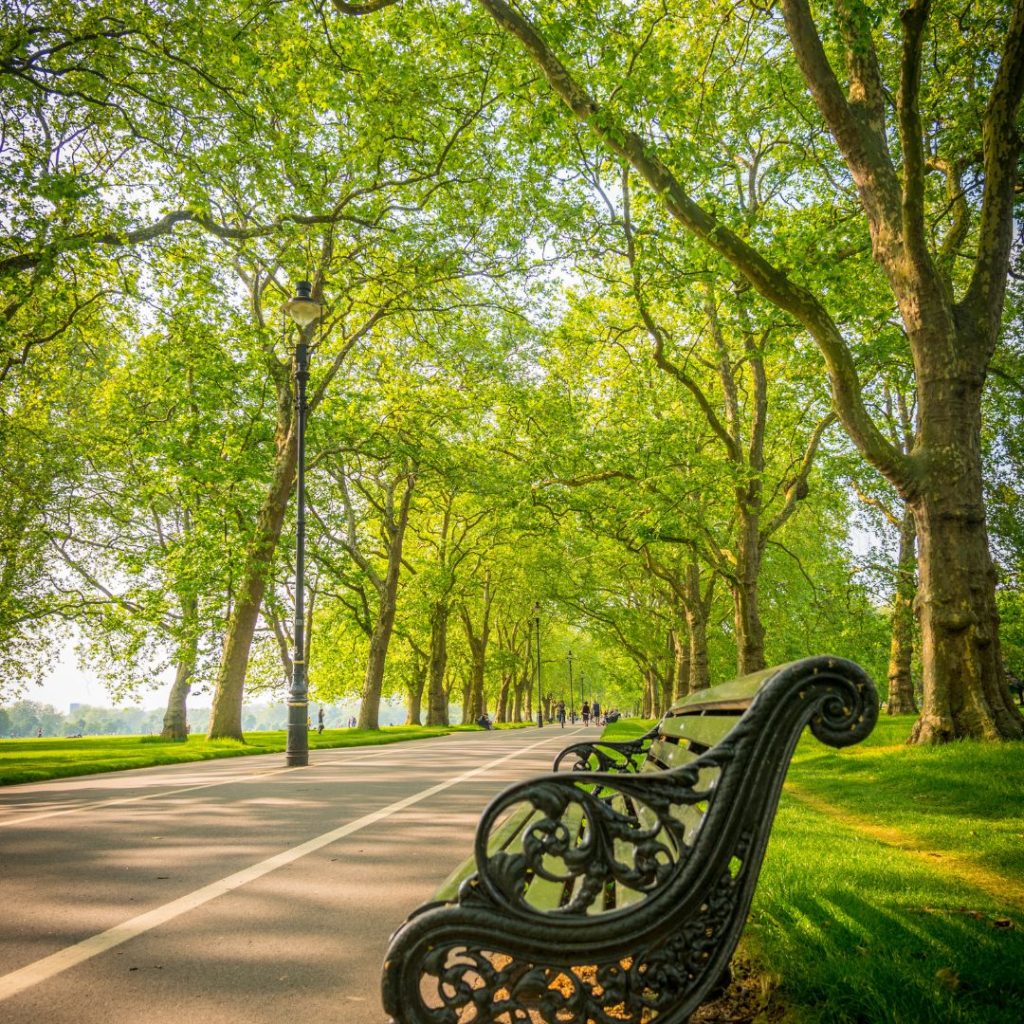 London in September: Hyde Park bench