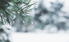 Winter Warmer