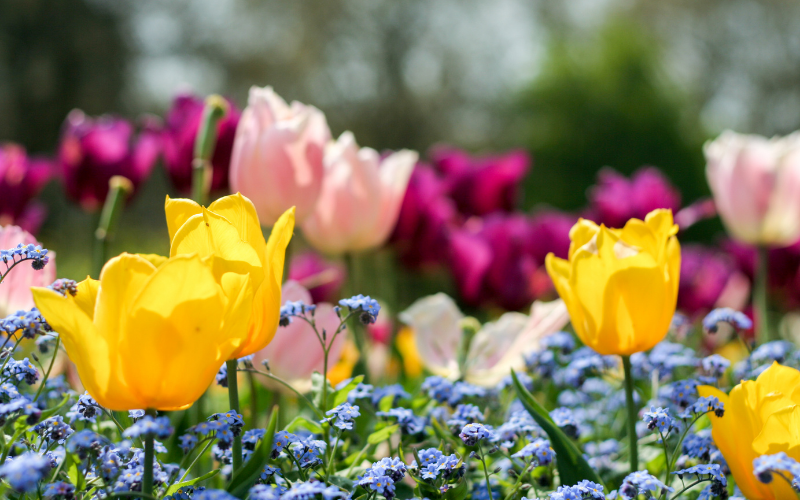 Springtime Stays at The Bentley